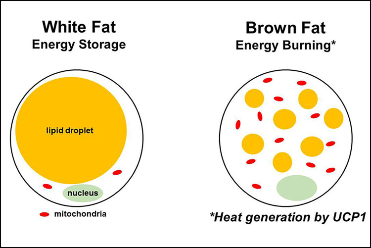 Brown Fat vs White Fat